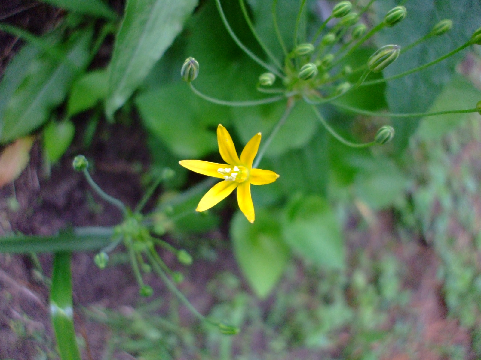 Bloomeria humilis